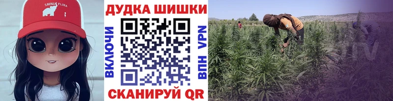 Бошки Шишки планчик Волхов